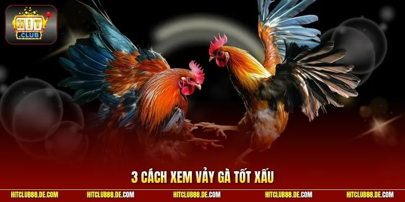 Cách xem vảy gà tốt xấu