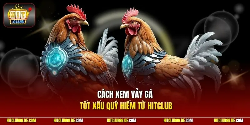 Cách xem vảy gà tốt xấu quý hiếm từ HitClub