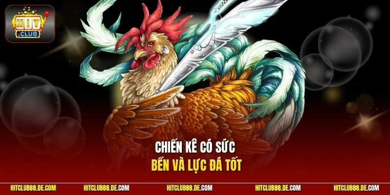 Chiến kê có sức bền và lực đá tốt