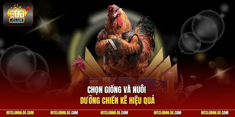 Chọn giống và nuôi dưỡng chiến kê hiệu quả