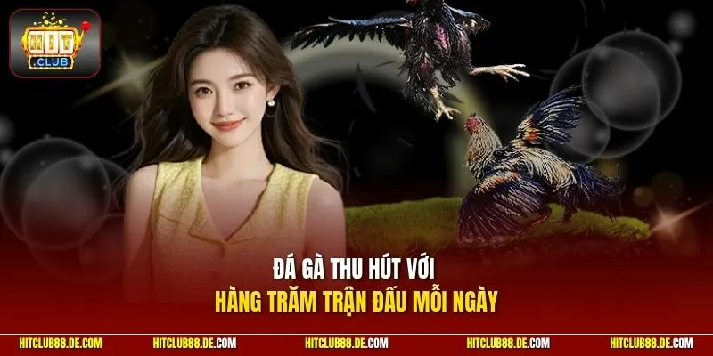 Đá gà thu hút với hàng trăm trận đấu mỗi ngày