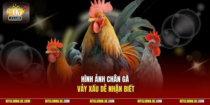 Hình ảnh chân gà vảy xấu dễ nhận biết