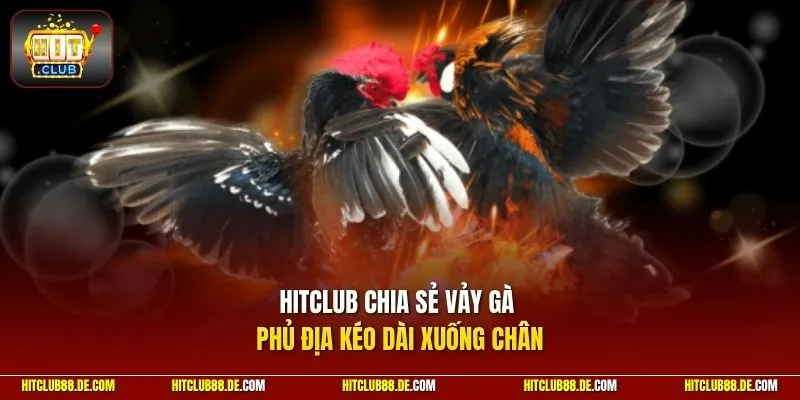 HitClub chia sẻ vảy gà phủ địa kéo dài xuống chân