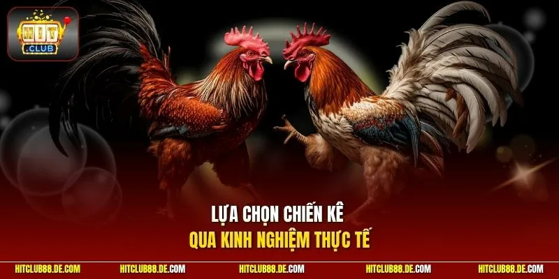 Lựa chọn chiến kê qua kinh nghiệm thực tế
