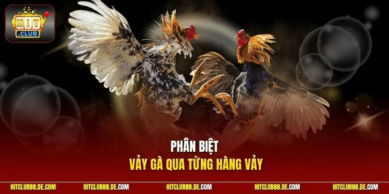 Phân biệt vảy gà qua từng hàng vảy