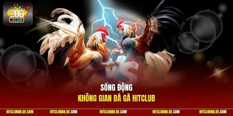 Sống động không gian đá gà HitClub